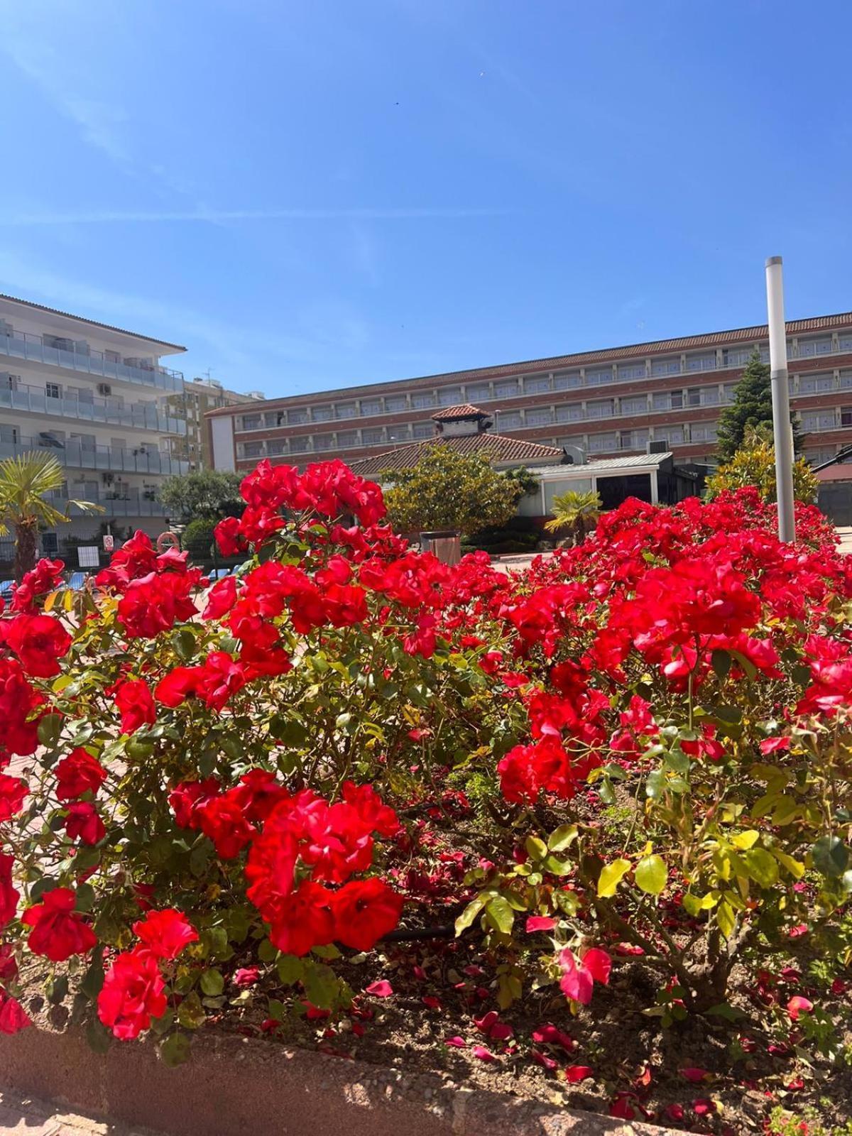 Apcostas Els Pins Lotus Apartment Blanes Bagian luar foto